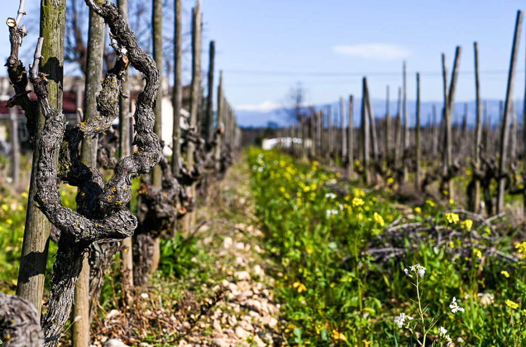 vignes domaine les 4 vents
