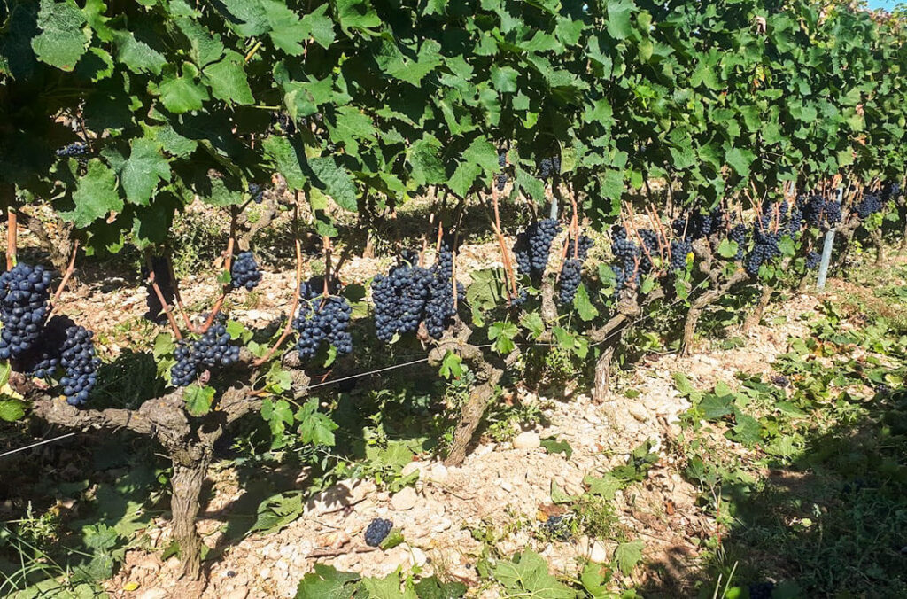 vignes domaine les 4 vents