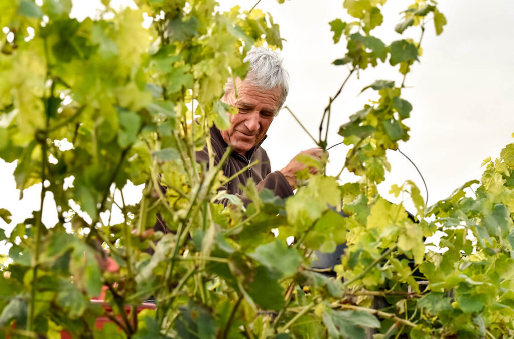 viticulteur dans les vignes