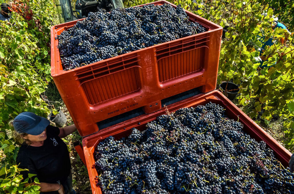 production raisins dans les vignes en caisse