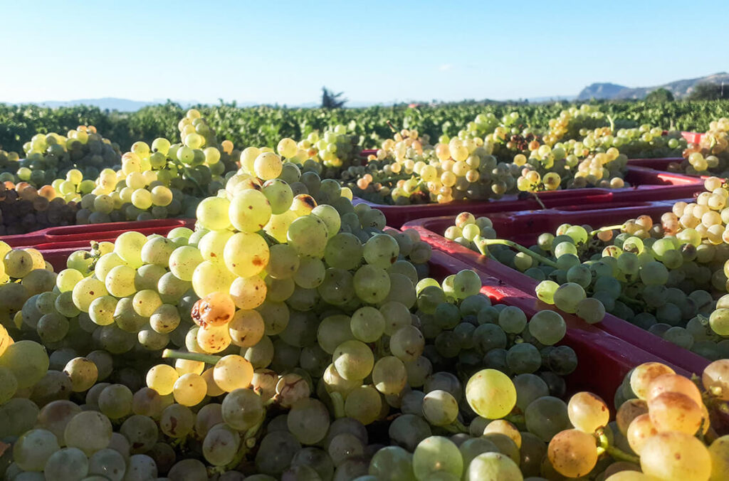 production raisins vigne en caisse