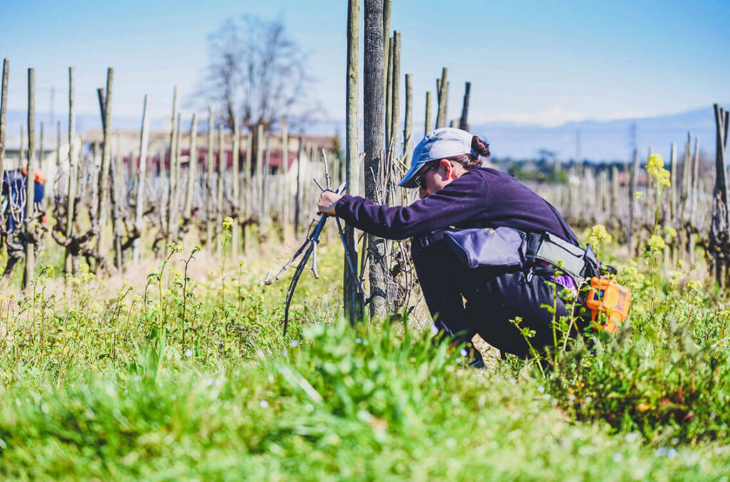entretien vignes domaine les 4 vents