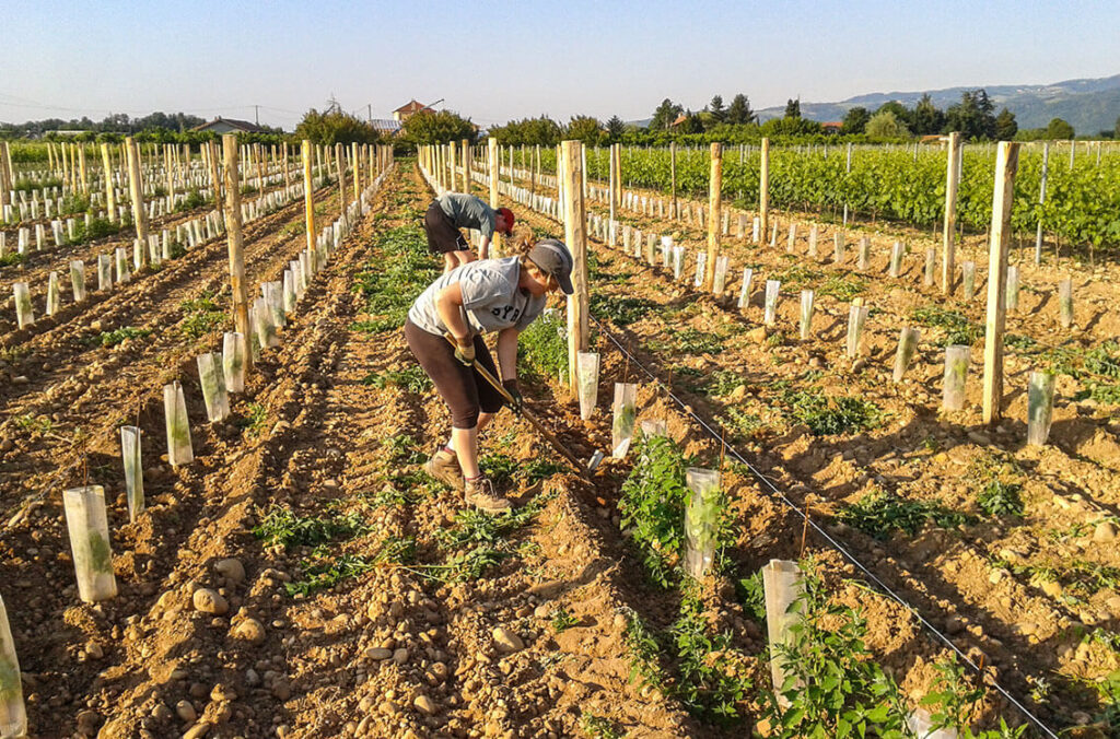 entretien vignes domaine les 4 vents