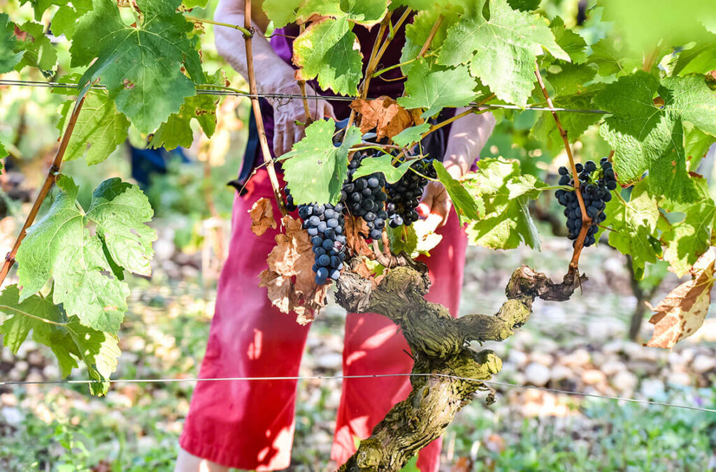 entretien vignes domaine les 4 vents