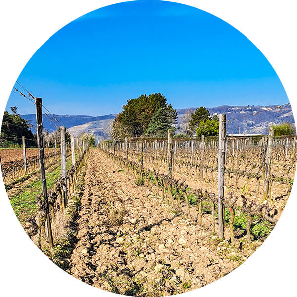 photo chassis nord vignes domaine les 4 vents