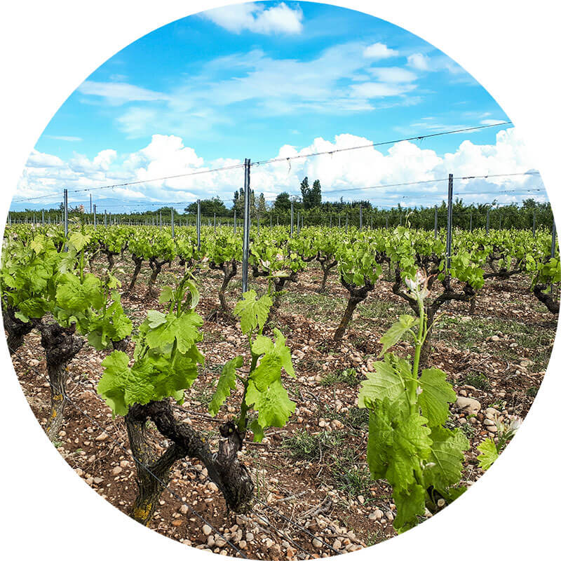 photo chassis ouest vignes domaine les 4 vents