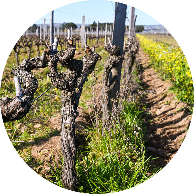 photo chassis sud vignes domaine les 4 vents