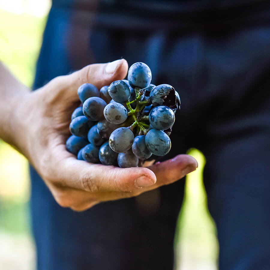 grappe raisin vendanges