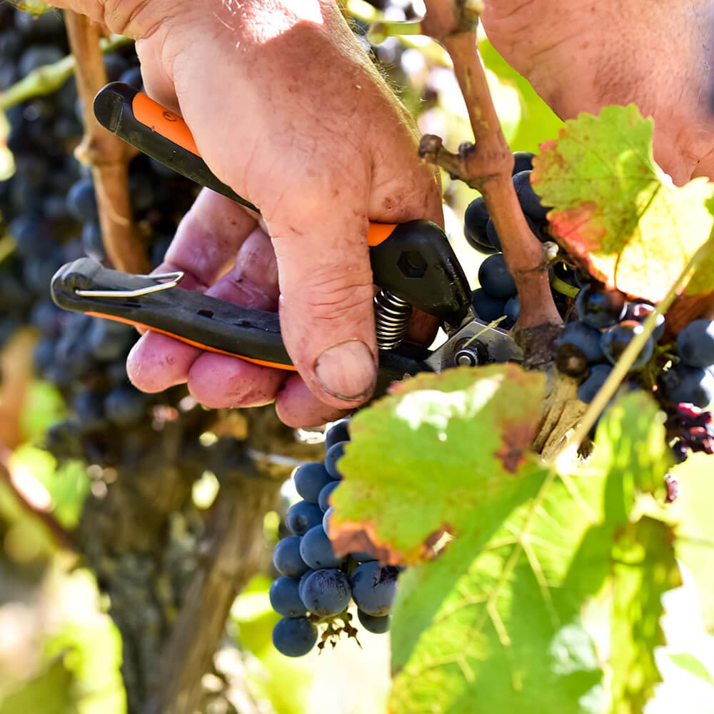 coupe vigne