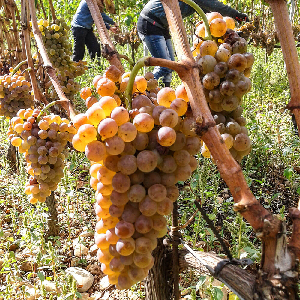 raisin blanc vignes