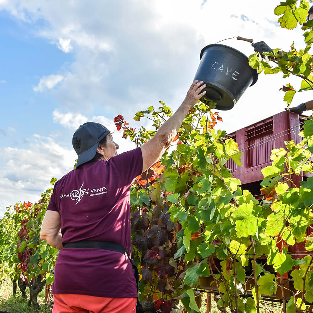 travail vignes été vendanges domaine les 4 vents