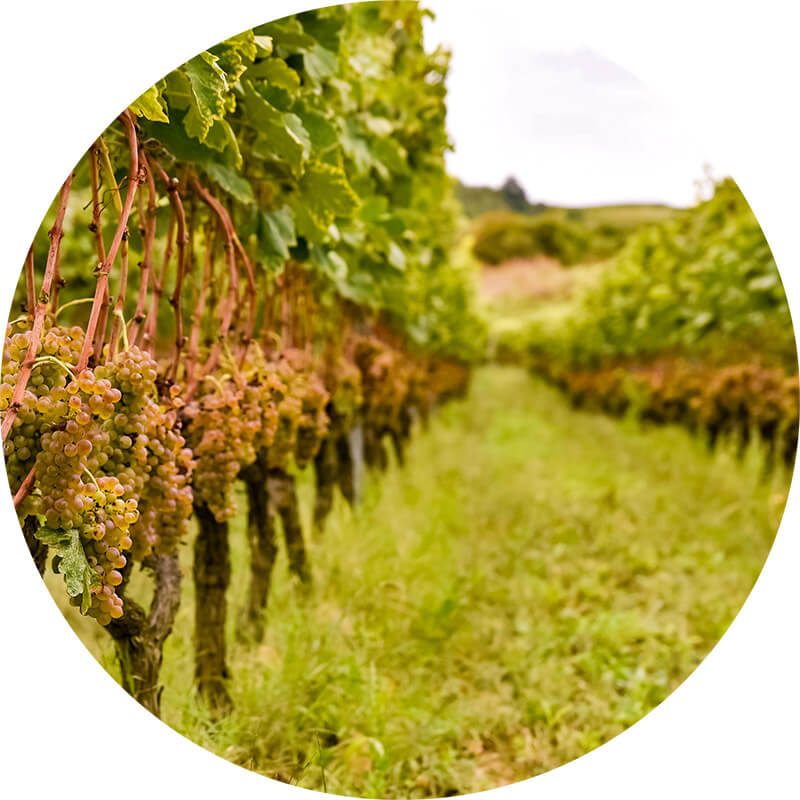 photo la burge vignes domaine les 4 vents