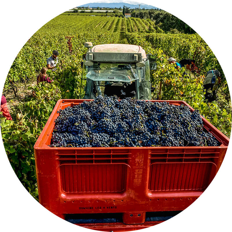 photo vignes la rage domaine les 4 vents