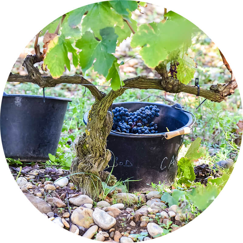 photo les conches vignes domaine les 4 vents