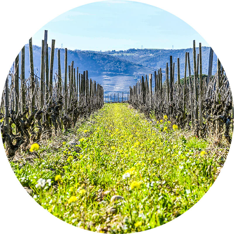 photo les saviaux vignes domaine les 4 vents