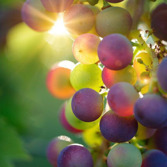 réveil printanier raisin