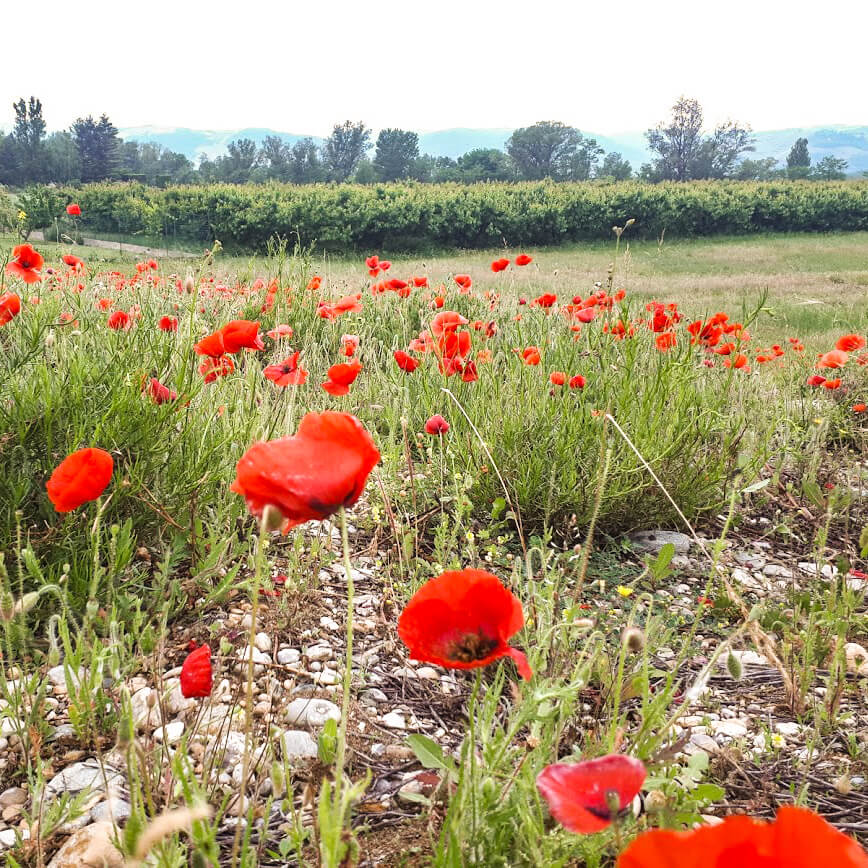réveil printanier coquelicots devant vignes