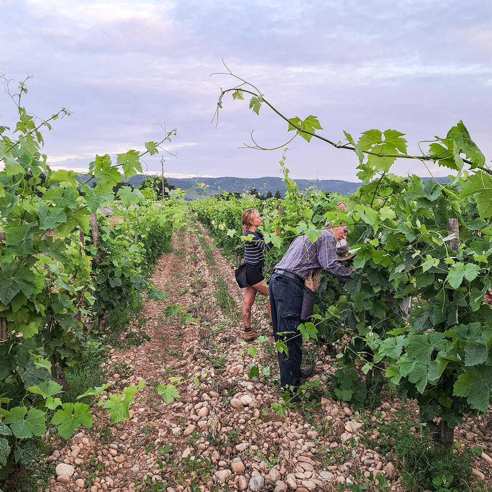 réveil printanier vignes