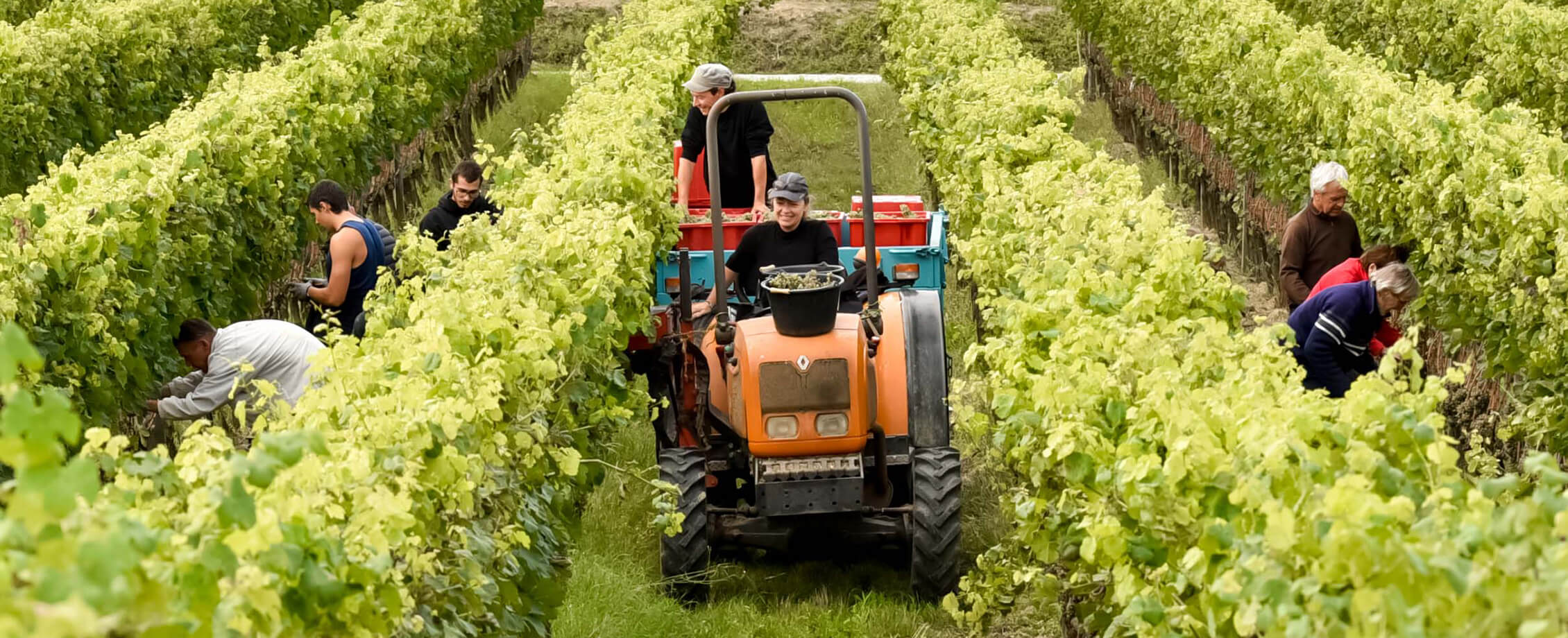 philosophie vignes domaine les 4 vents