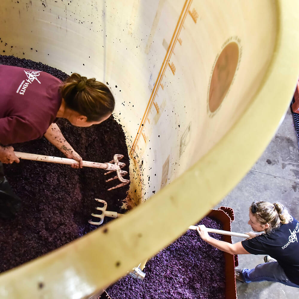 décuvage raisin cave domaine les 4 vents