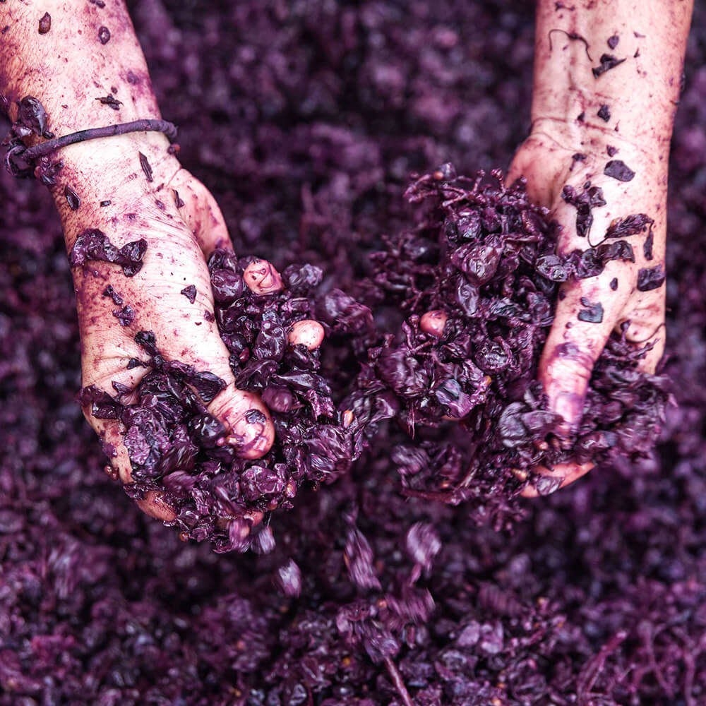 décuvage raisin cave domaine les 4 vents