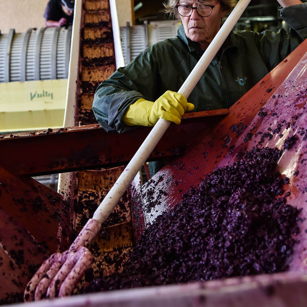 décuvage raisin cave domaine les 4 vents