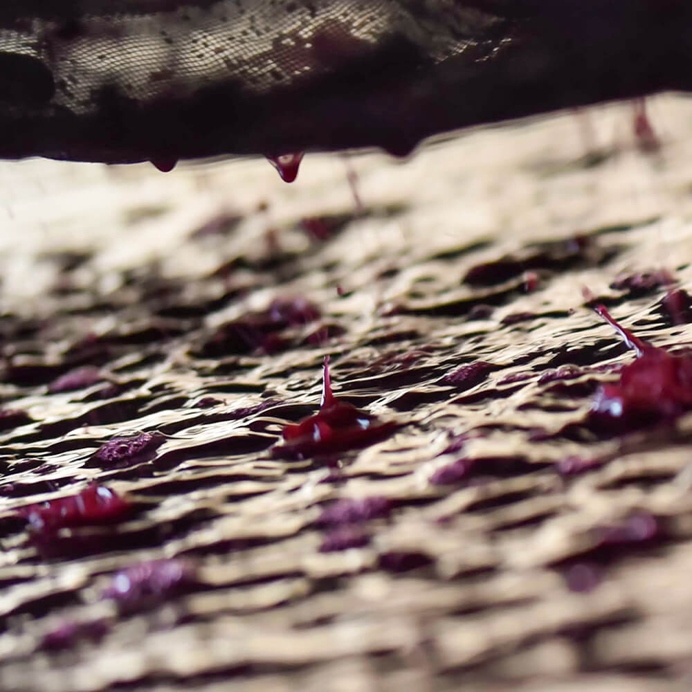 décuvage raisin cave domaine les 4 vents