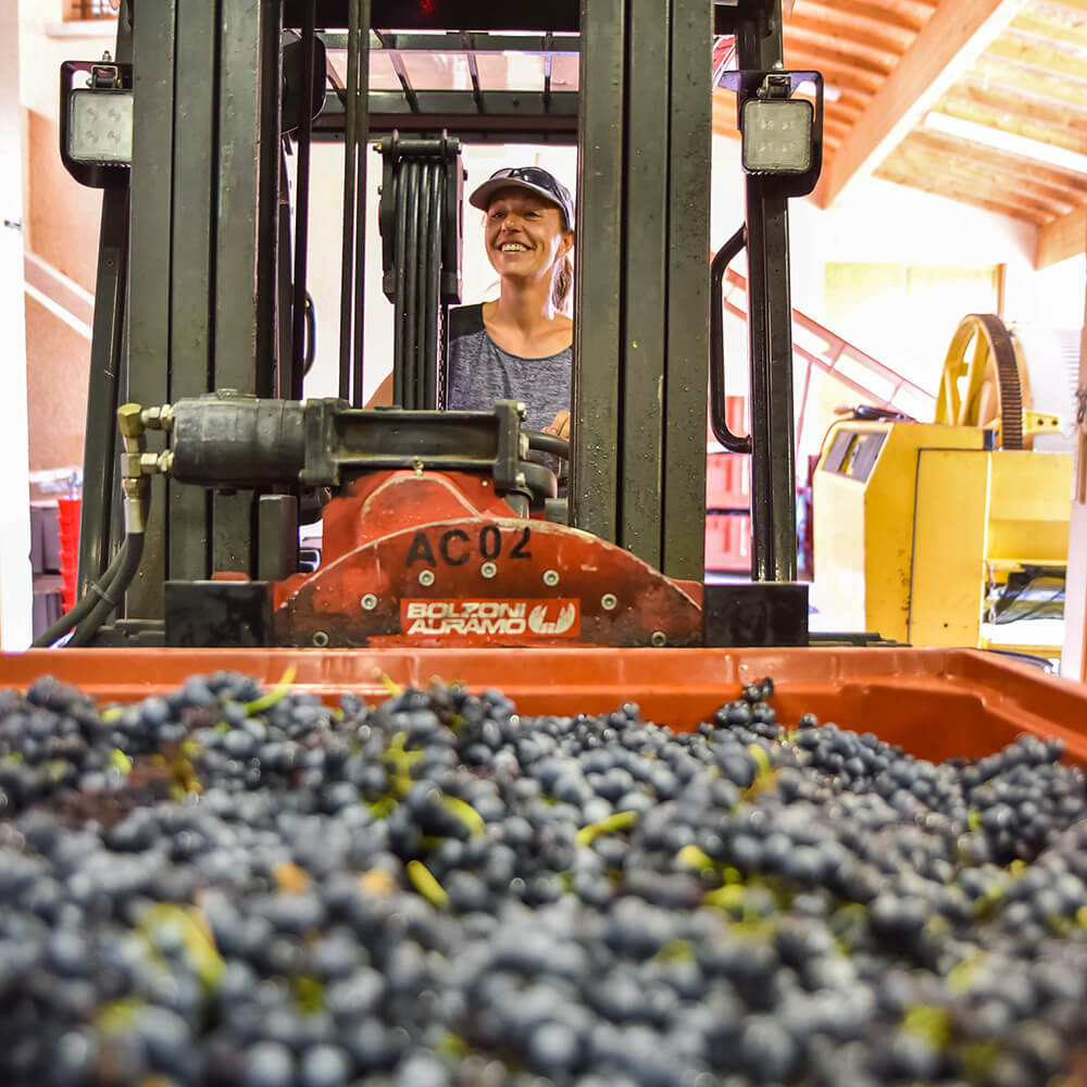 encuvage cave domaine les 4 vents