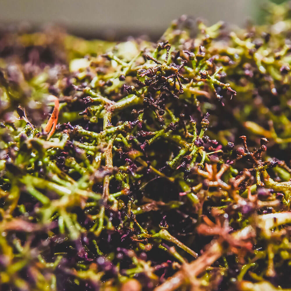 encuvage cave domaine les 4 vents