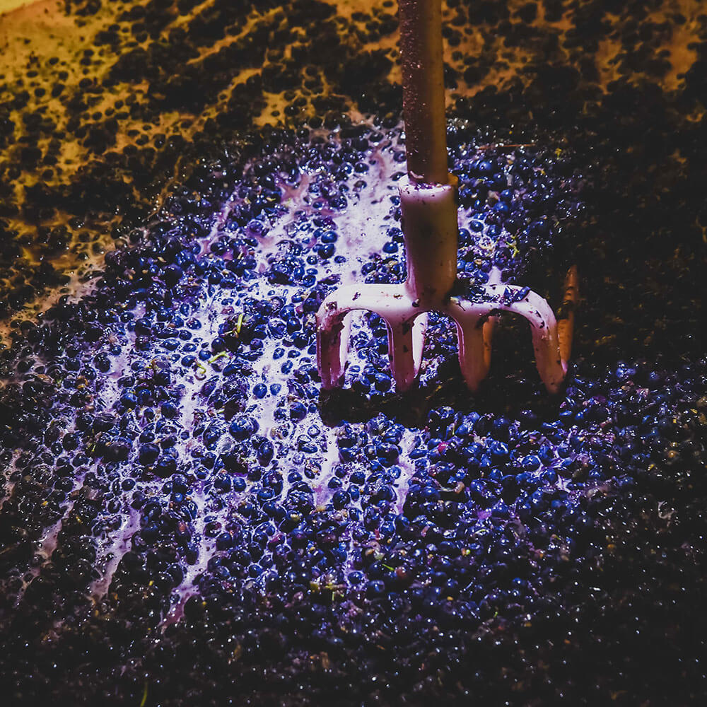 encuvage raisin domaine les 4 vents