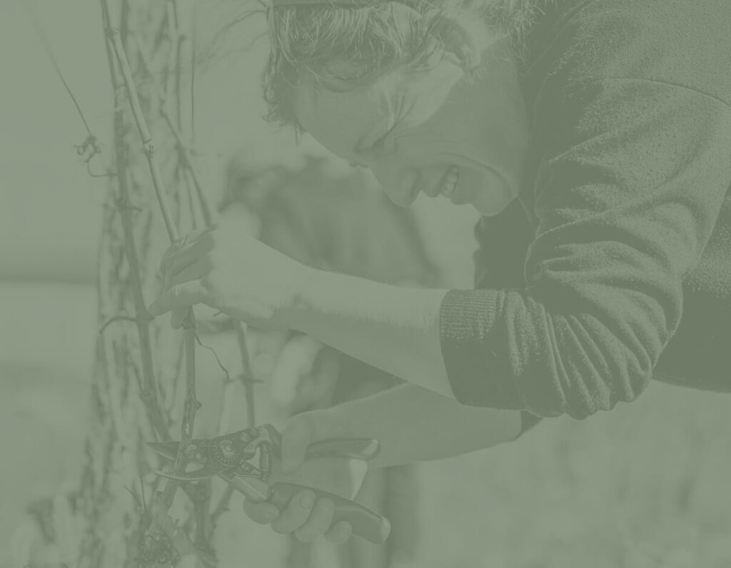 la vigne du domaine les 4 vents